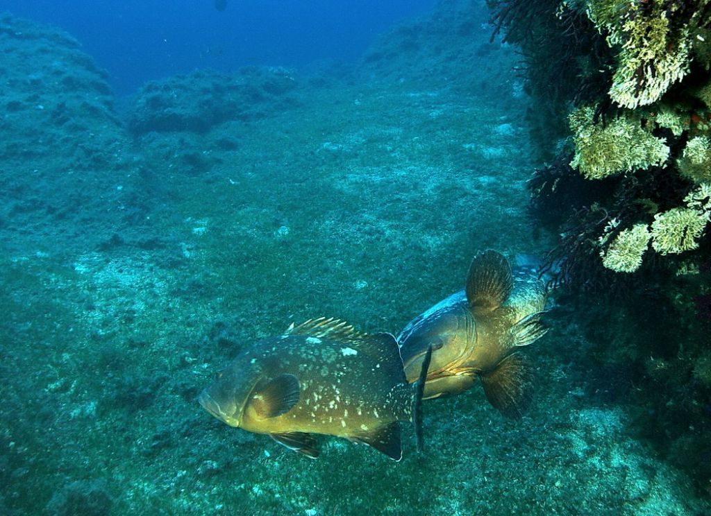 Maschi territoriali Epinephelus marginatus